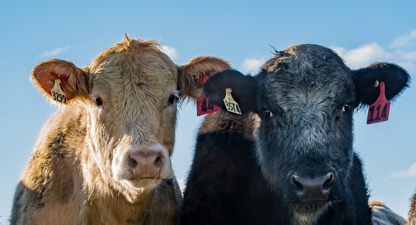 Preparing Your Pet for Emergencies: The Vitality of Training