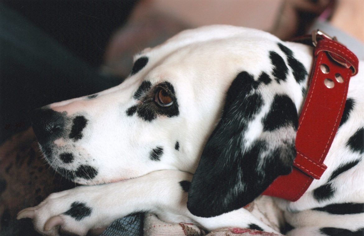 happy-trails-pet-resting-spots-on-the-go.jpg Happy Trails: Pet Resting Spots on the Go