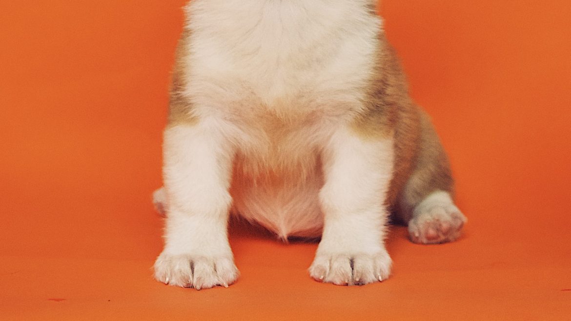 unlocking-your-pets-potential-the-power-of-mental-stimulation.jpg Unlocking Your Pet’s Potential: The Power of Mental Stimulation