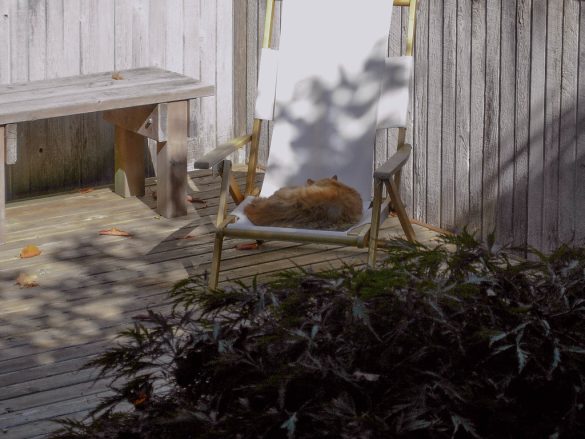Silencing the Meows: Tips for a Quieter Cat