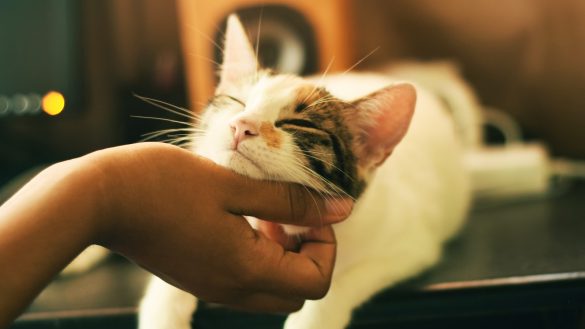 Apartment Living? Picking the Perfect Pet Temperament
