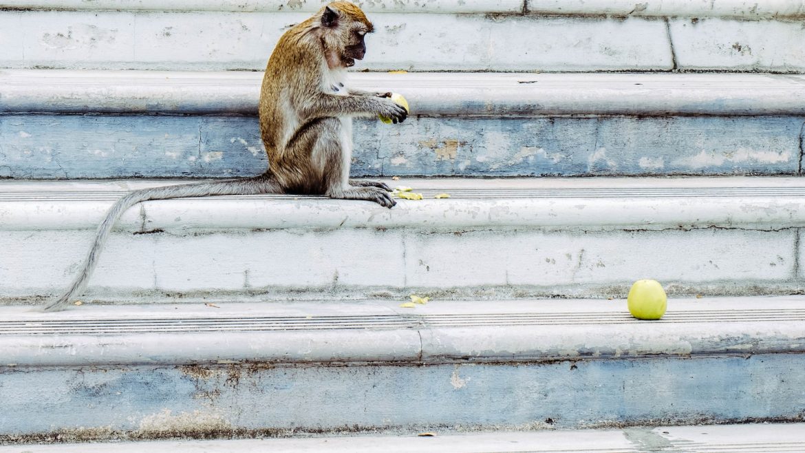 Feeding Fido: Tips for Choosing Top-Quality Pet Food