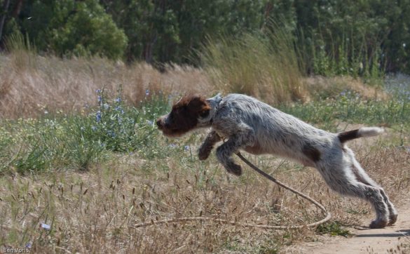 Unlocking Your Pet’s Potential: The Power of Mental Stimulation Training