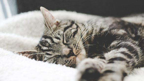 Counter Cat Conundrum: Taming Your Feline’s Leaping Habits