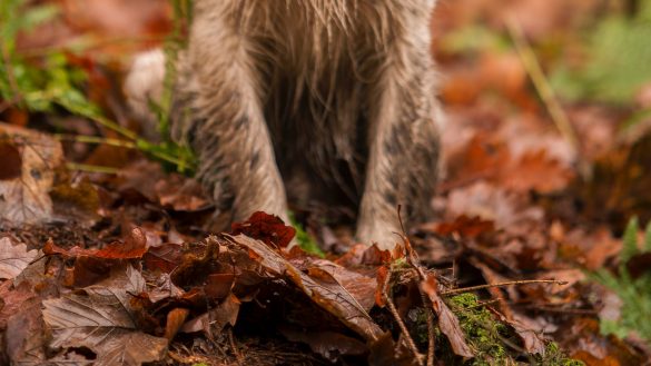 Silencing the Bark: Taming Your Dog’s Excessive Noise