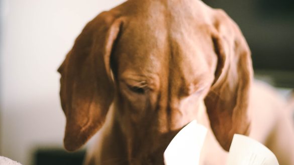 Purrfectly Clean: Tackling Pet Odor & Messes