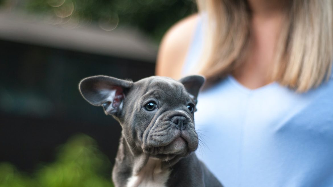 pet-bite-prevention-taming-your-furry-friend.jpg Pet Bite Prevention: Taming Your Furry Friend