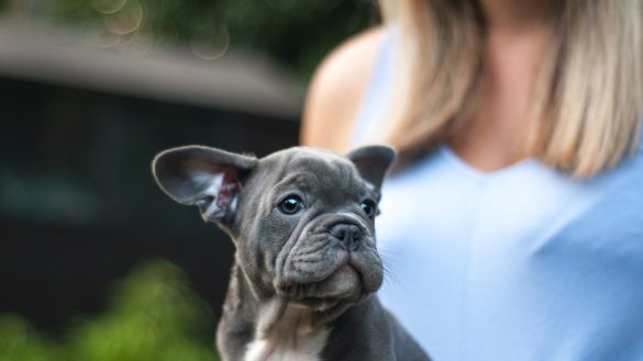 Pet Bite Prevention: Taming Your Furry Friend