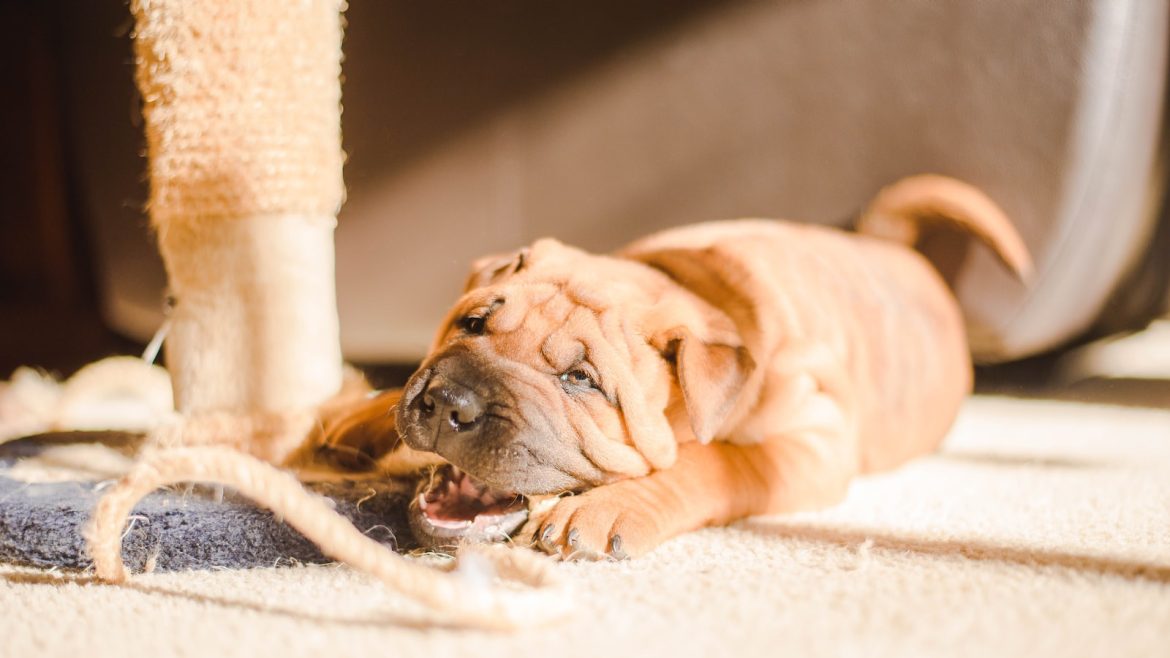 pups-health-101-decoding-common-canine-conditions.jpg Pup’s Health 101: Decoding Common Canine Conditions