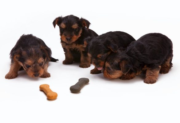 decode-your-pets-food-understanding-labels-ingredients.jpeg Decode Your Pet’s Food: Understanding Labels & Ingredients