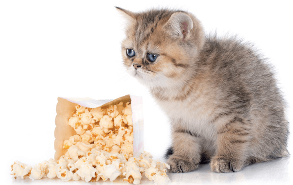 Feeding Felines: Selecting Senior Cat’s Diet