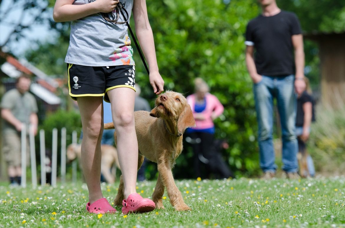 mastering-pet-training-the-power-of-consistency.jpg Mastering Pet Training: The Power of Consistency