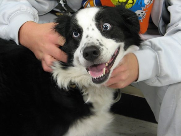 Vet’s Guide: Pet Vaccinations & Schedules