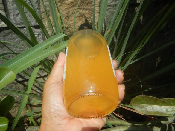 Paw-some Benefits of Apple Cider Vinegar for Pets