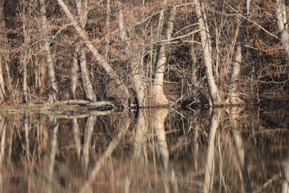 Pawsitively Preparing Pets for New Additions