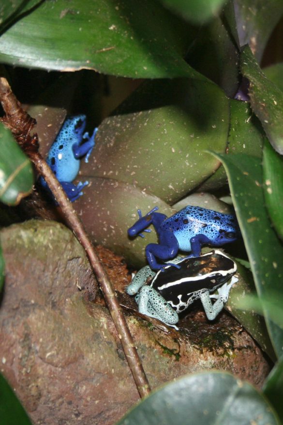 Breed-based diets: Nourishing your pet’s needs