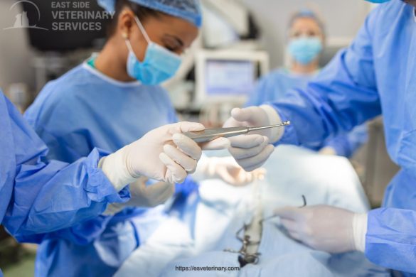 Pearly Whites: A Guide to Pet Dental Care