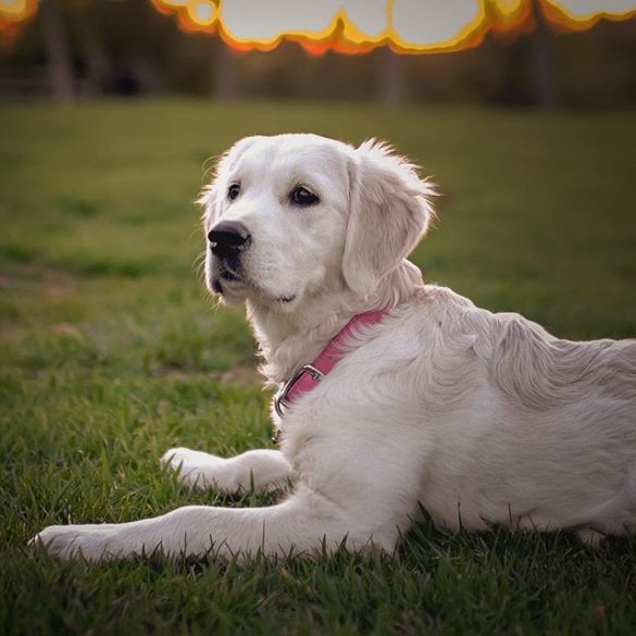 Mastering the Art of ‘Playing Dead’: Pet Training Tips