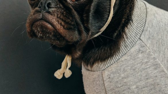 Paws Before You Book: The Value of Pre-Checking Pet-Friendly Stays