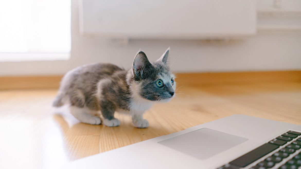 feline-fitness-why-your-cat-needs-regular-exercise.jpg Feline Fitness: Why Your Cat Needs Regular Exercise
