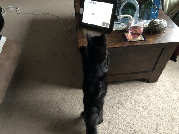 Preventing Pet Paws from Picking on Possessions