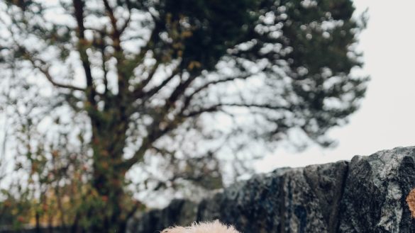 Arthritic Pet? No Problem! Traveling Tips