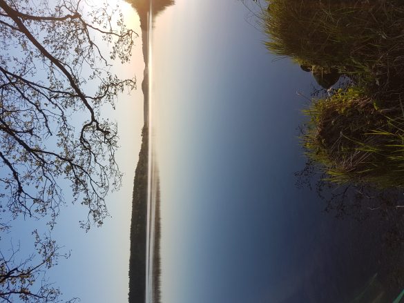 Purrfectly Planned: Crafting a Routine for Your New Pet