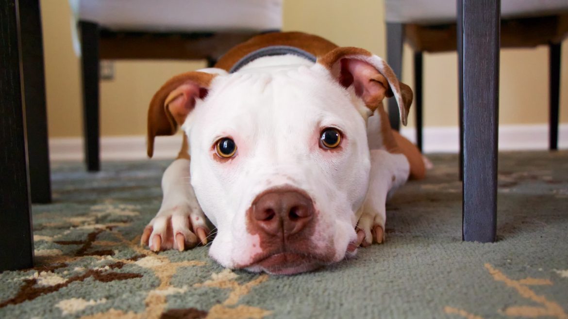 pearly-whites-spotting-curing-pet-dental-woes.jpg Pearly Whites: Spotting & Curing Pet Dental Woes