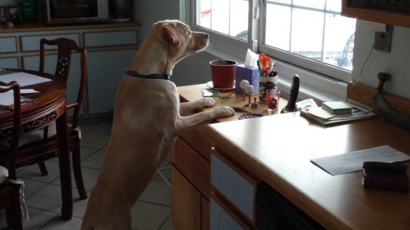 Protein Power: Boost Your Pet’s Health with a High-Protein Diet