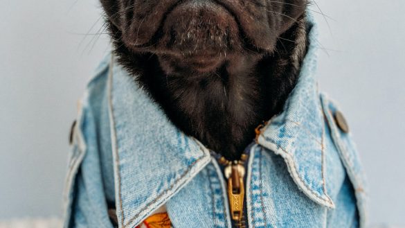 Pawsitive Reinforcement: Unleashing the Power of Pet Training