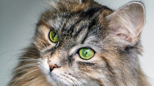 Pawsitively Powerful: Unleashing the Benefits of Pet Supplements