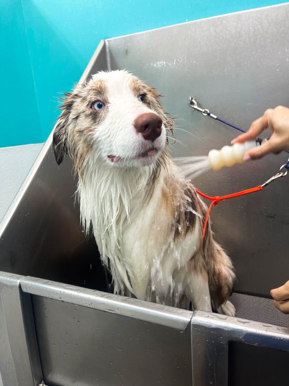 Pamper Your Pooch: The Power of Pet Grooming