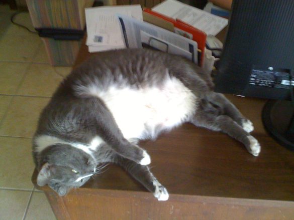 Purrfectly Tailored Meals: Navigating Your Pet’s Diet