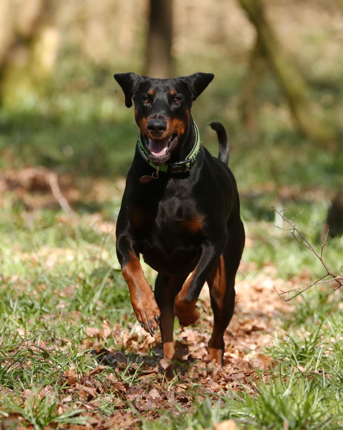 Pawsome Perks: The Power of Pet Exercise
