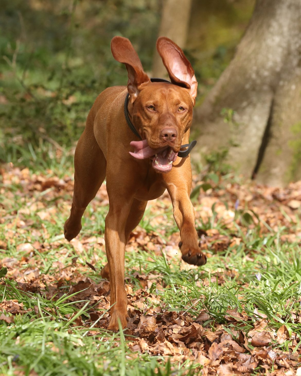 Fit Fido: The Vitality of Pet Training