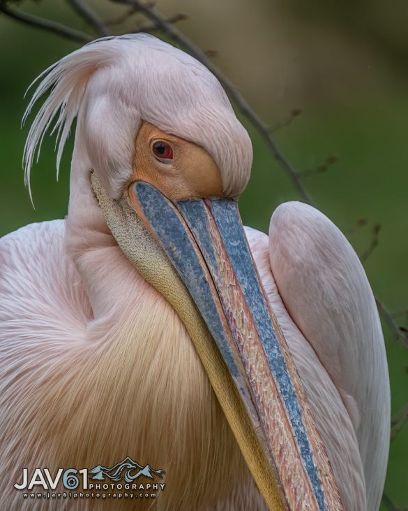 Tailored Comfort: Finding the Perfect Bed for Your Pup