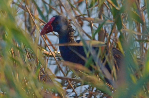 Paws for Thought: Seasonal Pet Care Tips