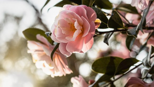 Healthy Pets, Happy Lives: The Benefits of Spay & Neuter