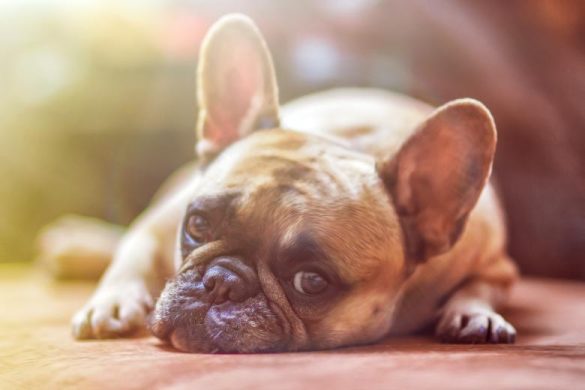 high-five-hacks-teach-your-pet-to-celebrate-with-style.jpg High-Five Hacks: Teach Your Pet to Celebrate with Style