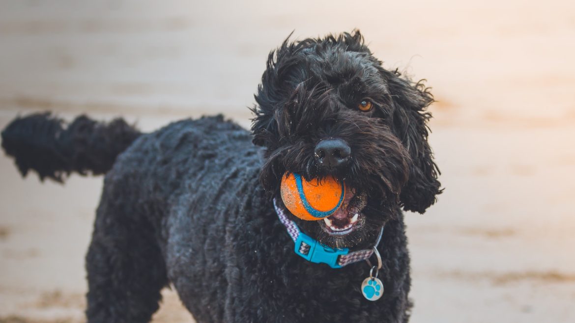gut-check-tackling-pet-digestive-woes.jpg Gut Check: Tackling Pet Digestive Woes
