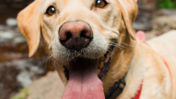 Socialized Pets: The Key to Harmonious Animal Companionship