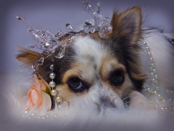 Fit & Fun: The Vitality of Playtime for Pets