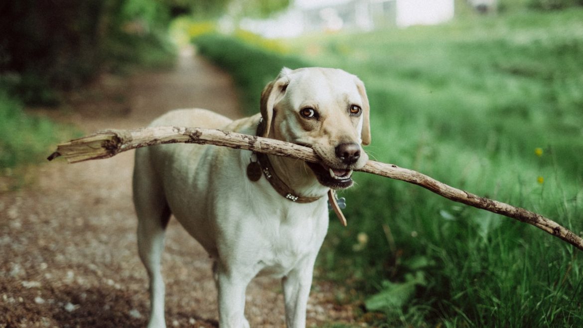paws-off-uncovering-the-dangers-of-human-foods-for-pets.jpg Paws Off: Uncovering the Dangers of Human Foods for Pets
