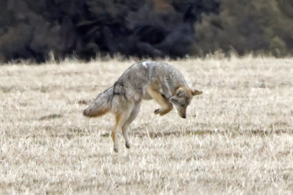 Feeding Your Big Pup: Tips for Choosing the Perfect Diet