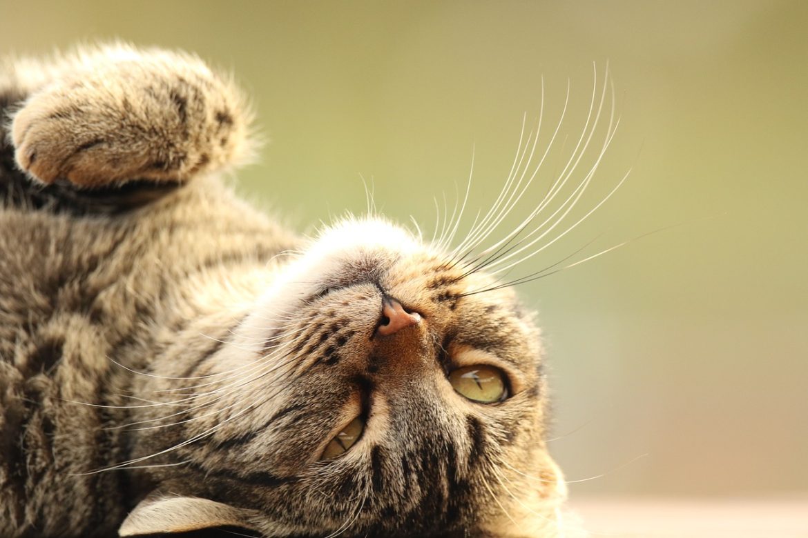 rolling-in-training-mastering-the-art-of-teaching-your-pet-to-roll-over.jpg Rolling in Training: Mastering the Art of Teaching Your Pet to Roll Over