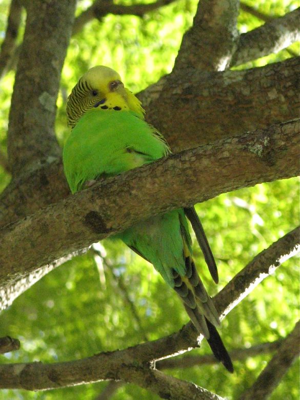 Unchipped Pets on the Go: A Risky Adventure