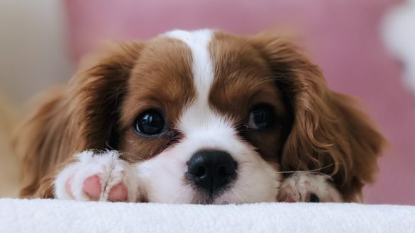 Purrfect Vision: Spotting and Curing Pet Eye Problems