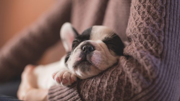 Pawsome Seasonal Pet Prep: Tips & Precautions