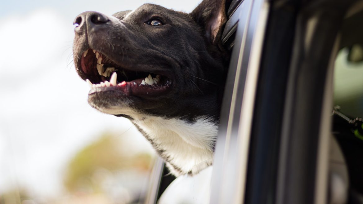 secure-your-furry-friend-adopt-a-microchipped-pet.jpg Secure Your Furry Friend: Adopt a Microchipped Pet