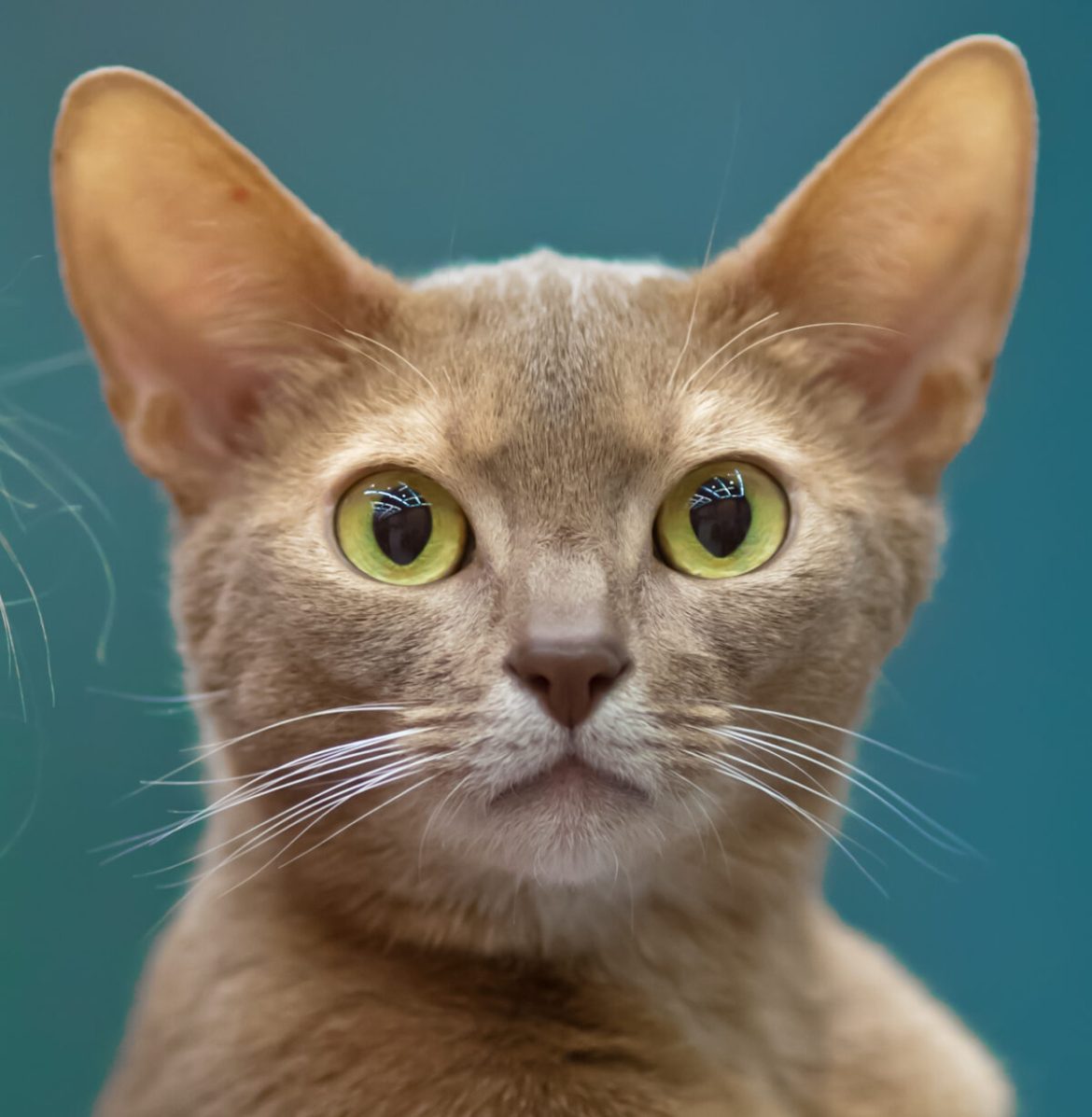 feline-health-demystified-common-cat-problems-explained.jpg Feline Health Demystified: Common Cat Problems Explained